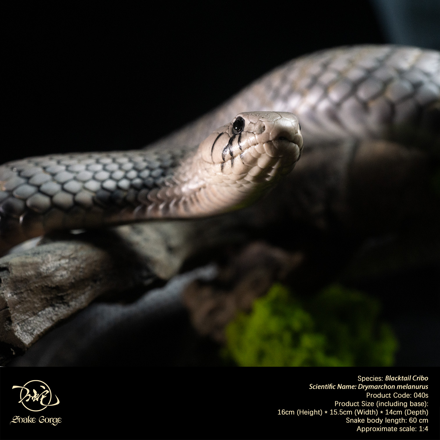 (예약 상품) Snake Gorge스튜디오 블랙테일 크리보