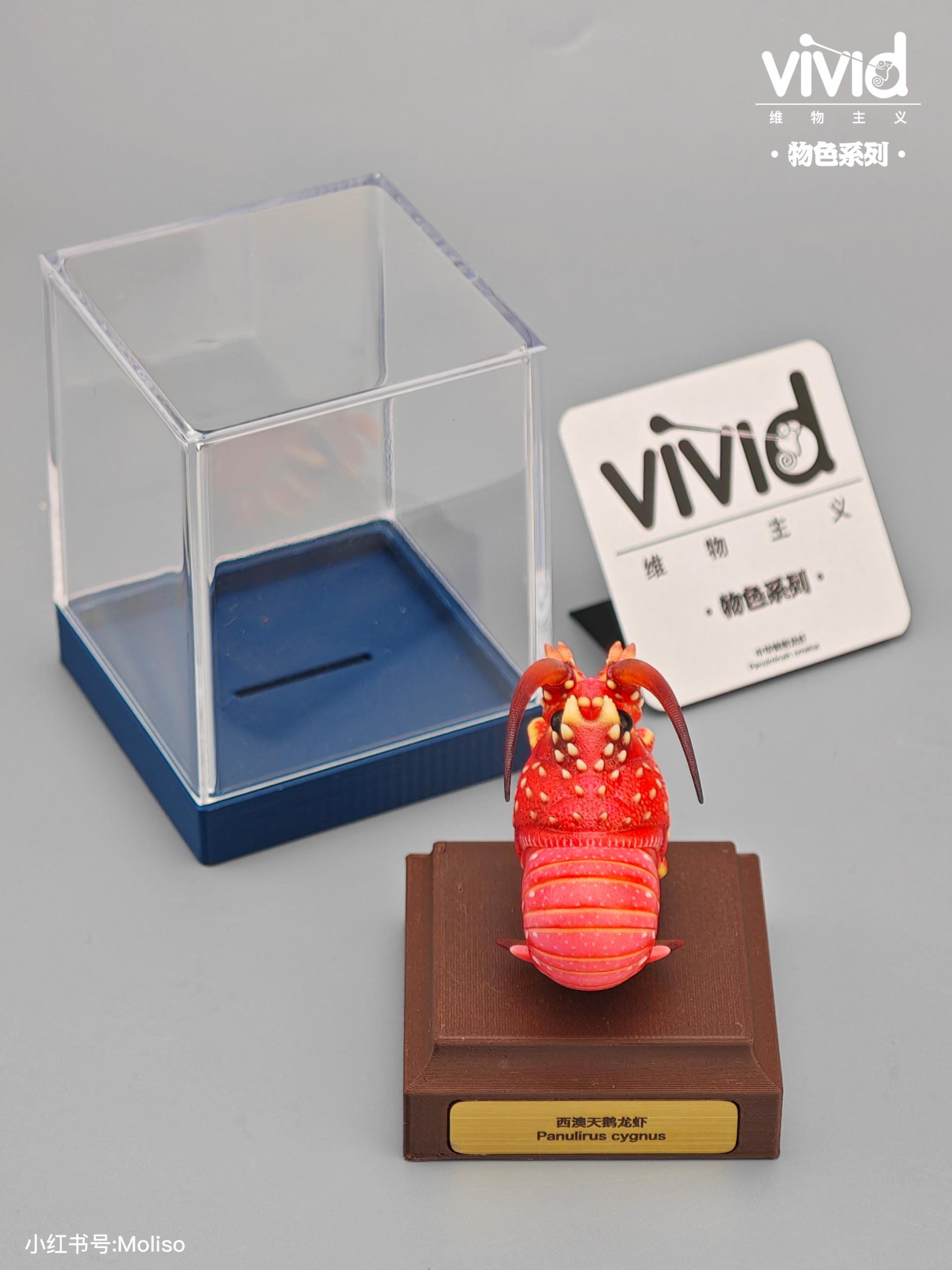 (예약 상품) Vivid스튜디오 물색 시리즈 호주참닭새우