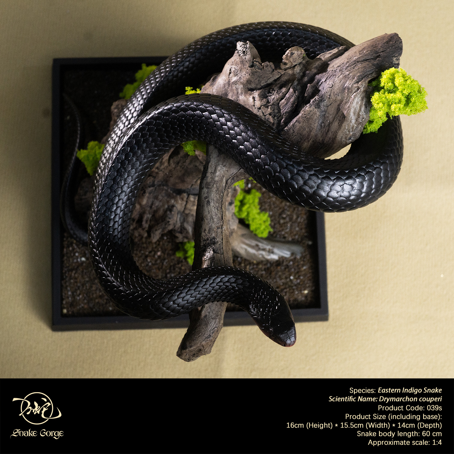 (예약 상품) Snake Gorge스튜디오 동부인디고뱀