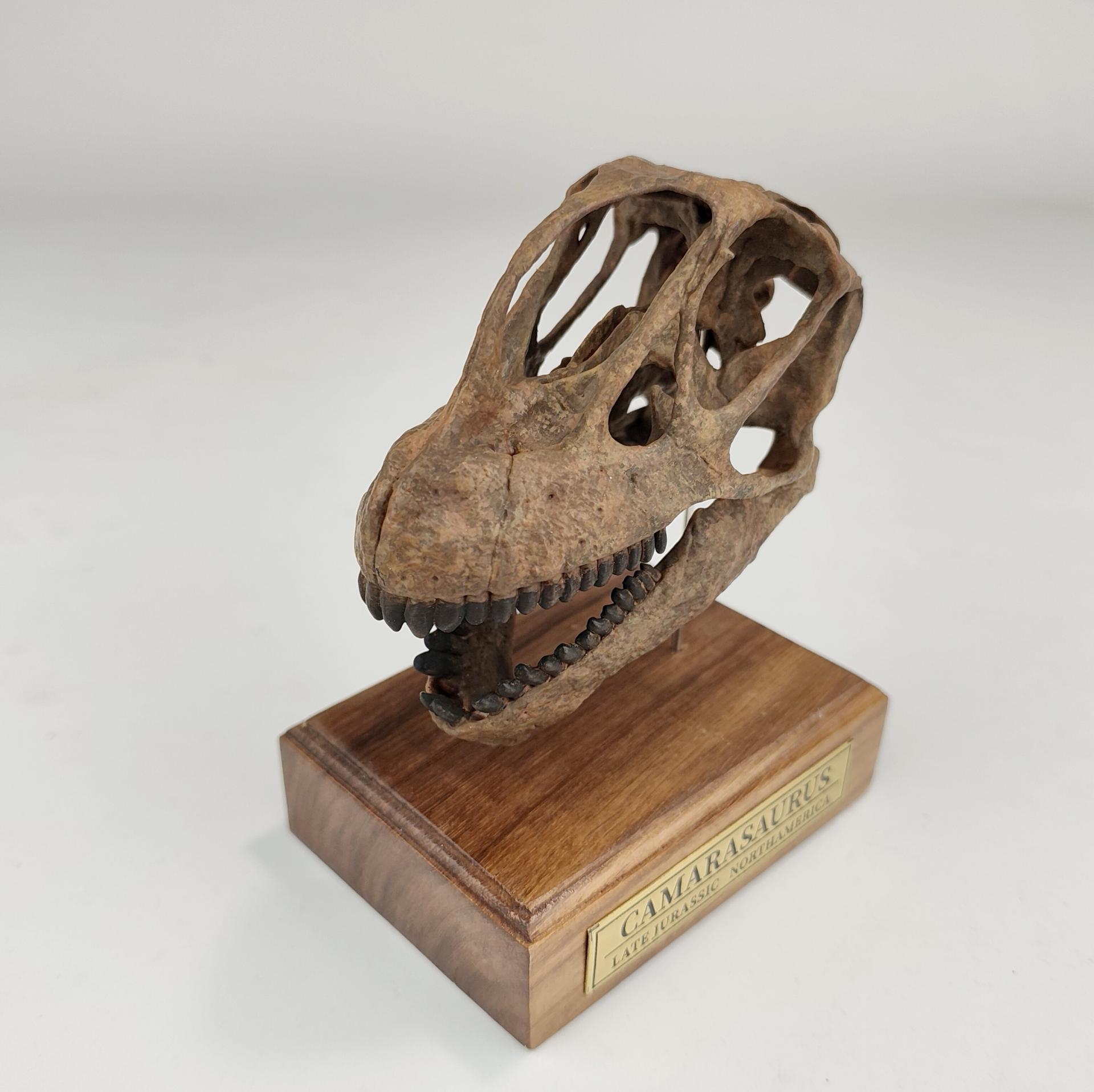 (예약 상품) 국석모형 1:6 비율 카마라사우루스 두개골 화석 3D 모형
