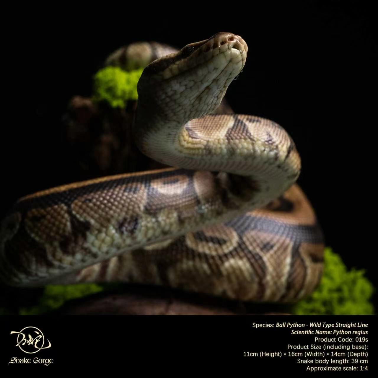 (예약 상품) Snake Gorge스튜디오 볼파이톤