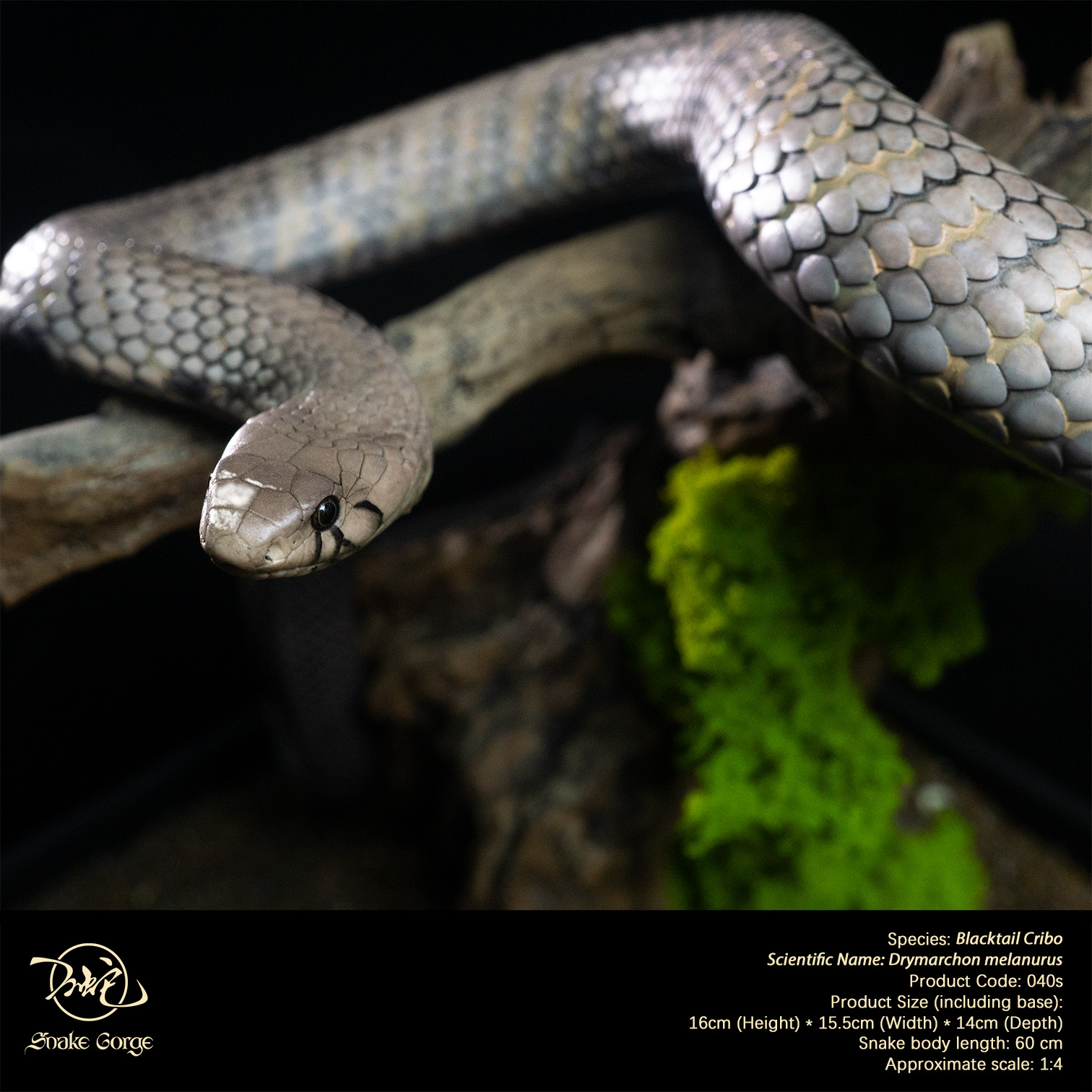 (예약 상품) Snake Gorge스튜디오 블랙테일 크리보