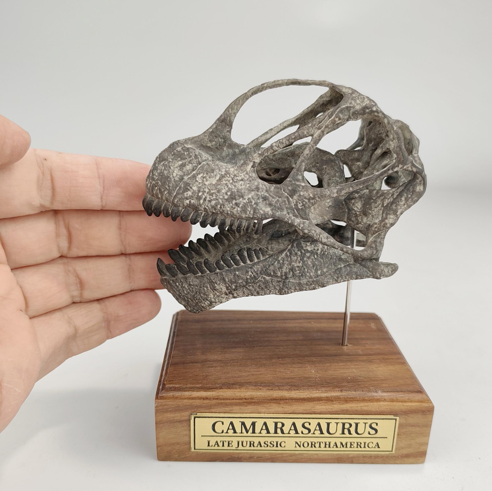(예약 상품) 국석모형 1:6 비율 카마라사우루스 두개골 화석 3D 모형