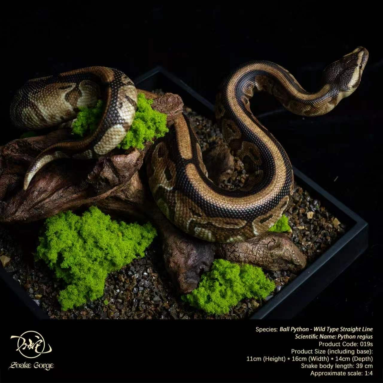 (예약 상품) Snake Gorge스튜디오 볼파이톤