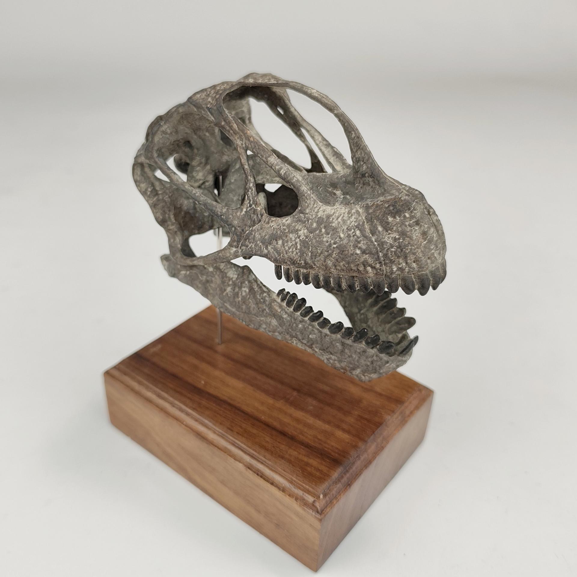 (예약 상품) 국석모형 1:6 비율 카마라사우루스 두개골 화석 3D 모형