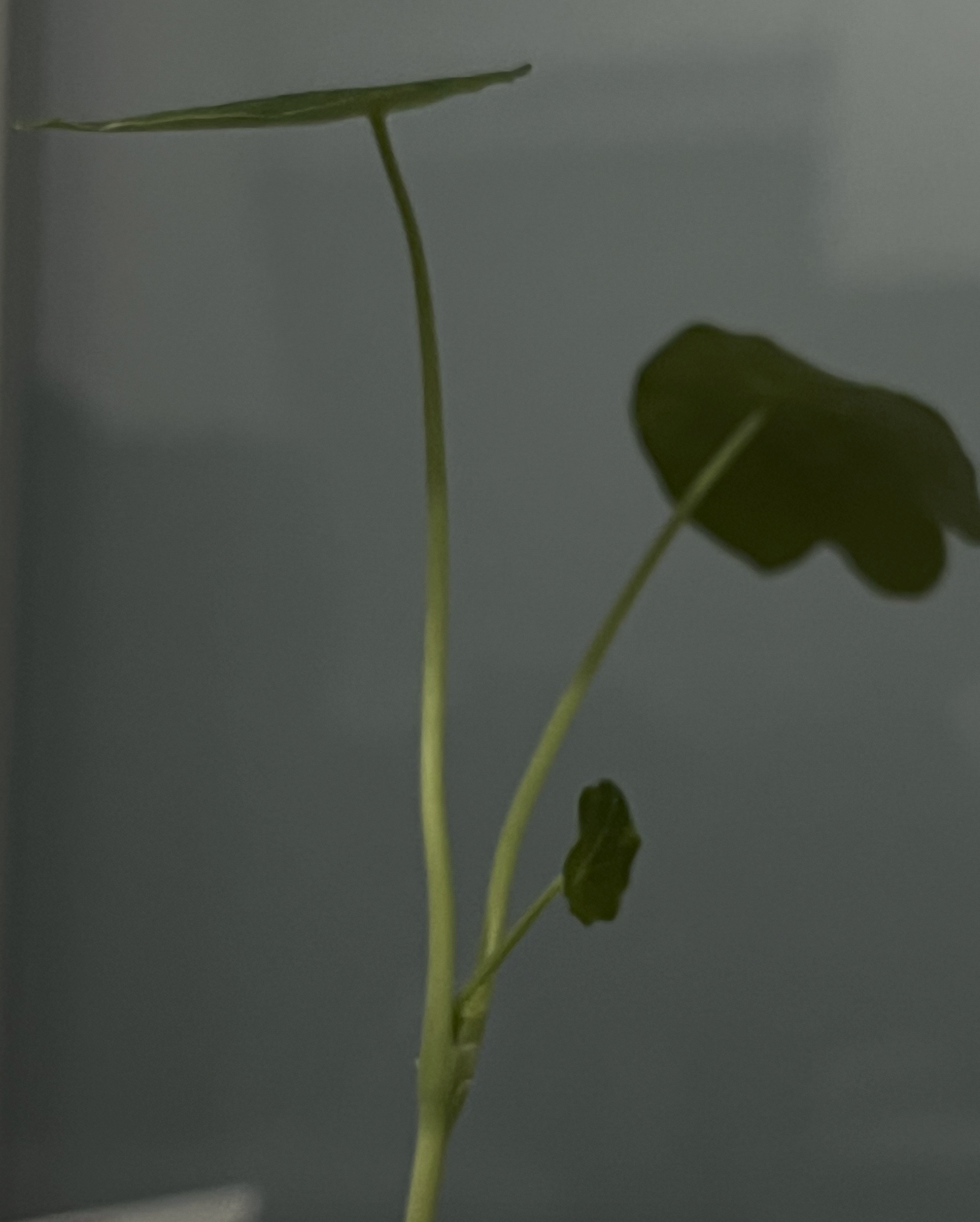 2b5a41547a70e.png