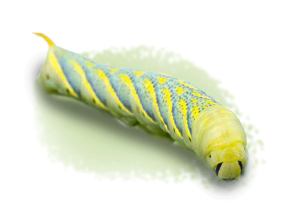 2d65ffd73a9a0.png