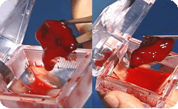 77522470dd725.gif