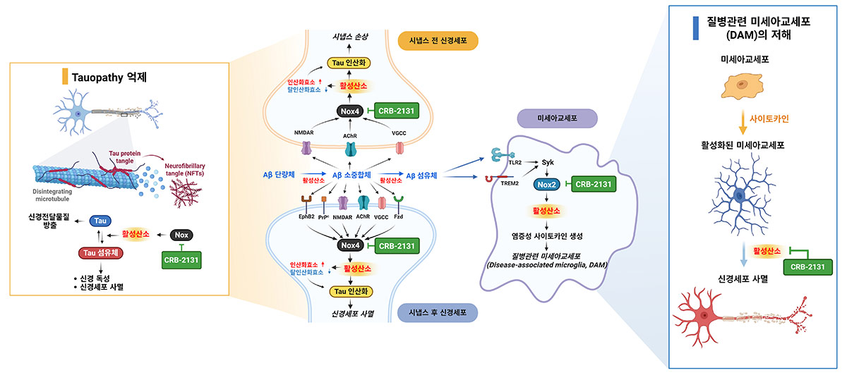 Nox 저해제인 CSRB-2131이 신경세포에서 작용하는 분자 기전 모식도