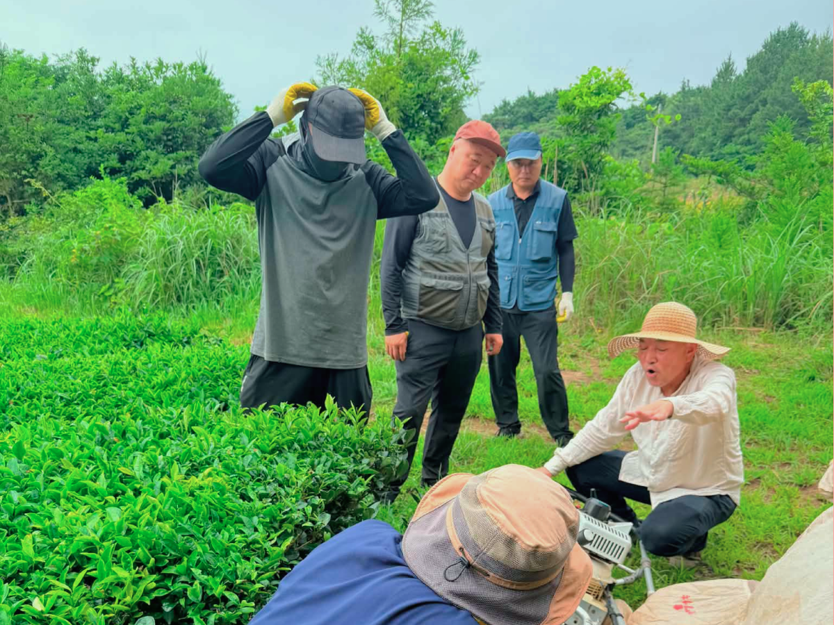 여름 햇살을 받아 성성하고 푸르게 우거진 모루농장 차나무 전경