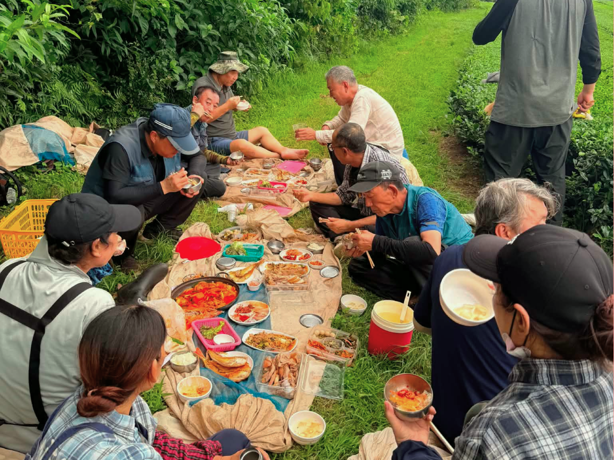 전정 작업을 마치고 정갈하게 정돈된 차나무 고랑에서 농부들과 막걸리를 마시는 사진