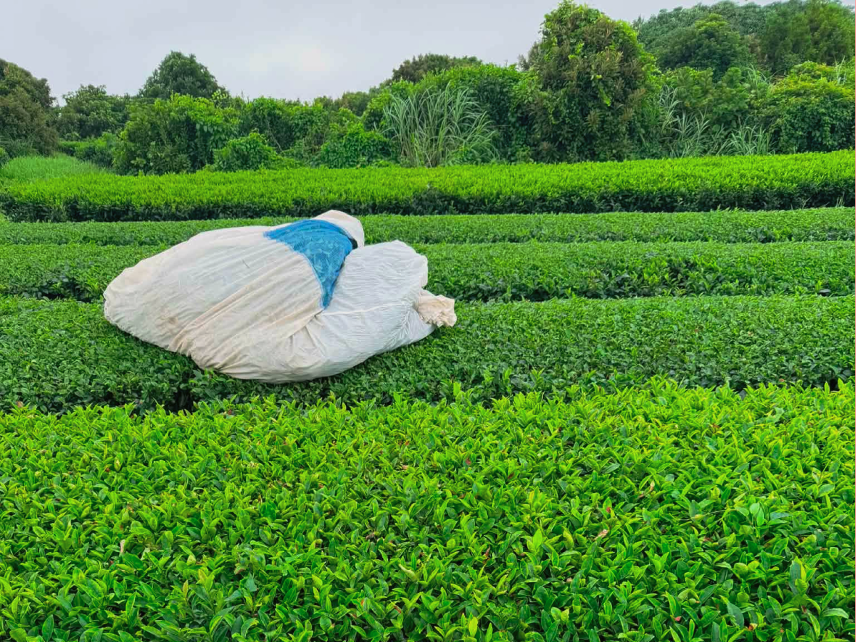Serene view of Moru Farm tea field resting under the warm summer sun