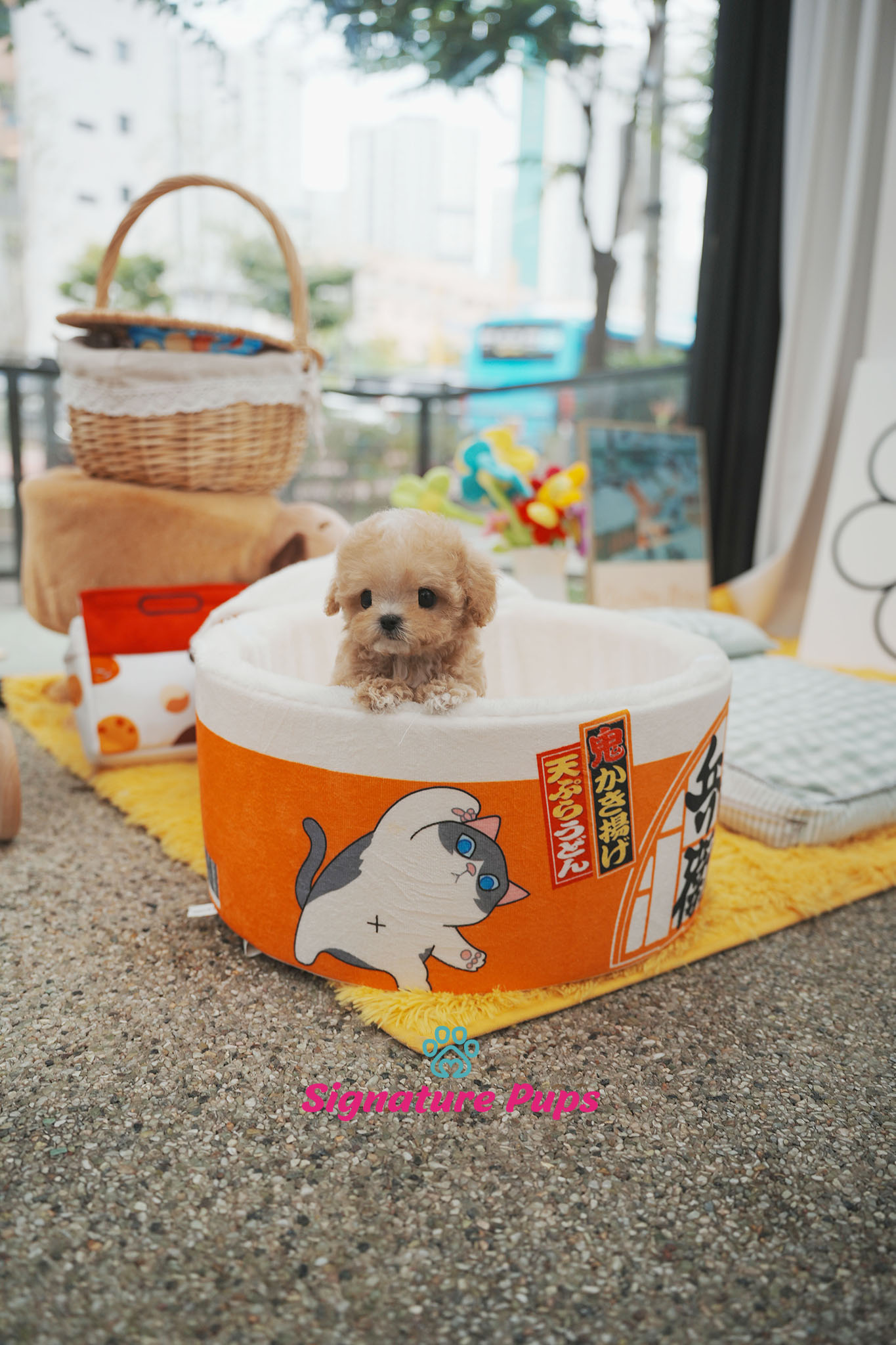 푸들 - 허니
