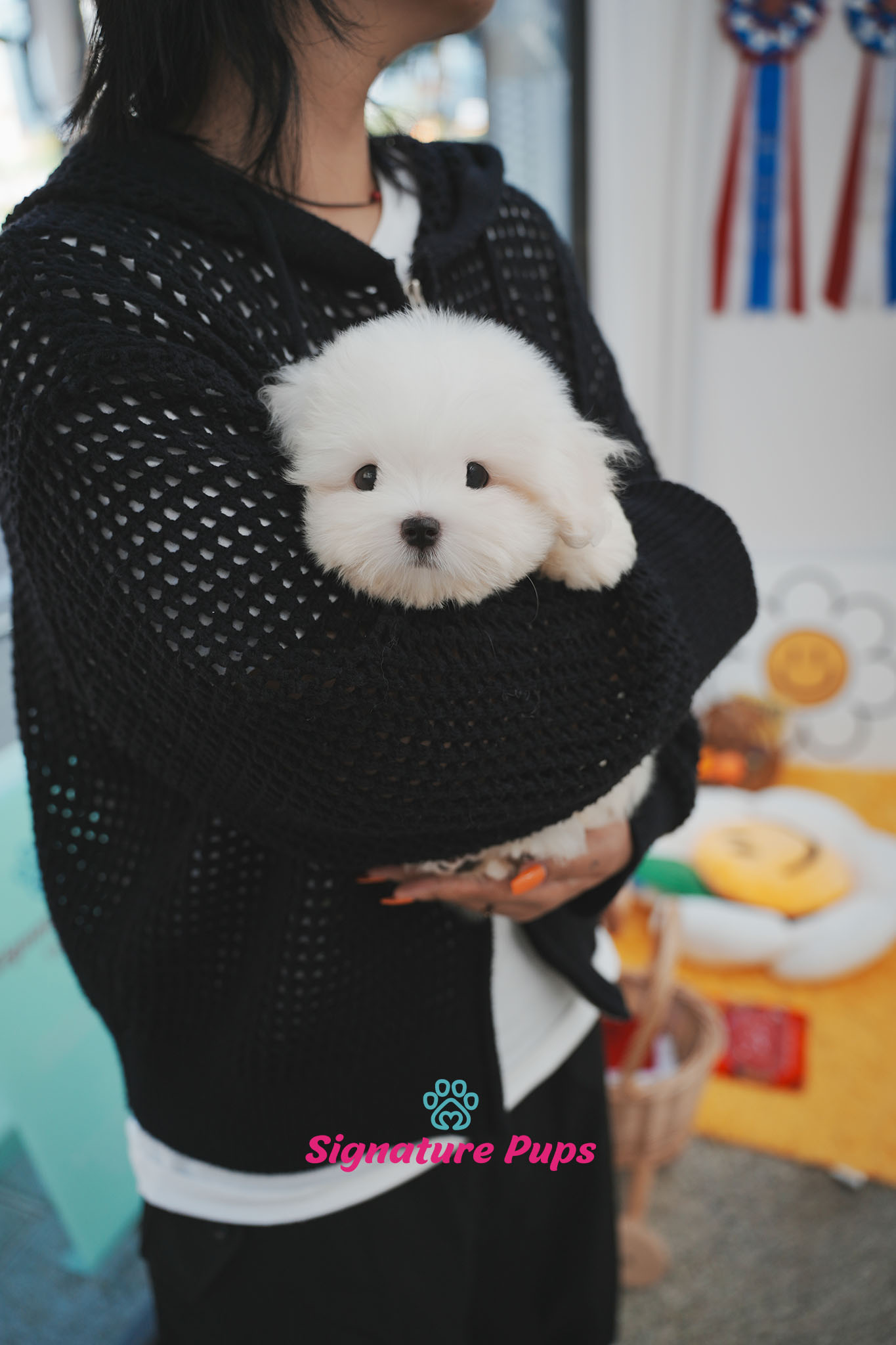 꼬동 드 툴레아 - 봉봉