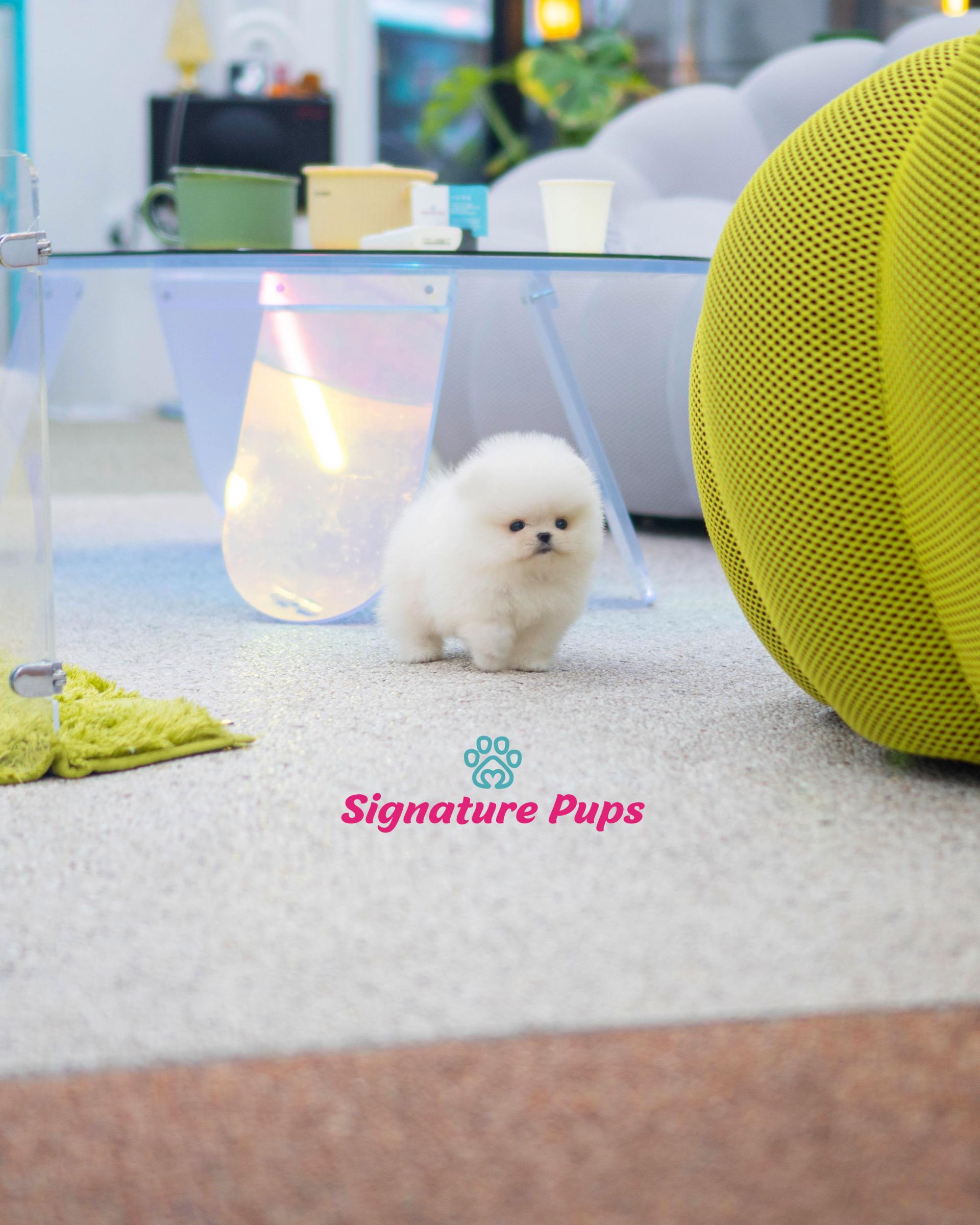 Vip micro best sale thumbelina white pomeranian