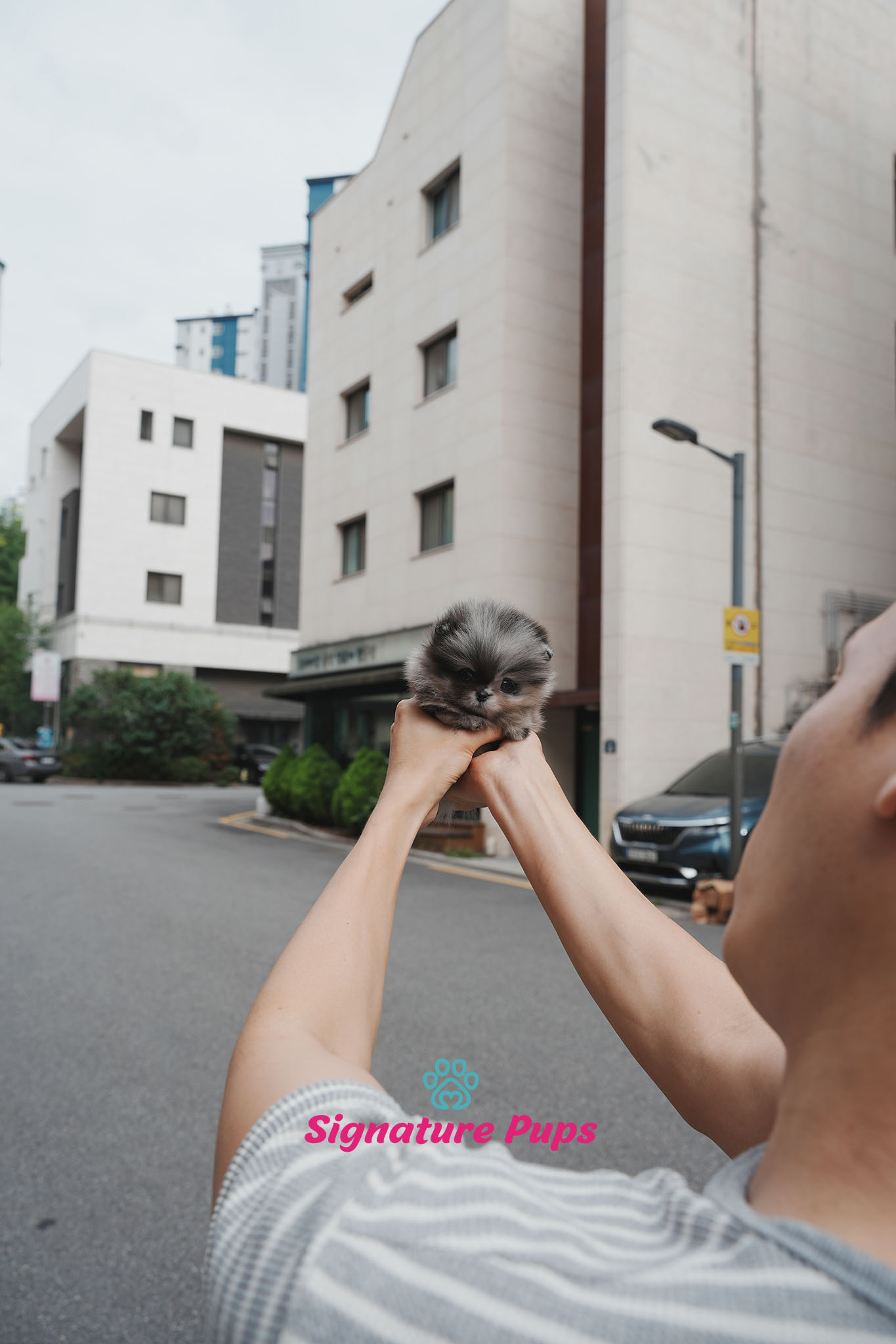 포메라니안 - 티니