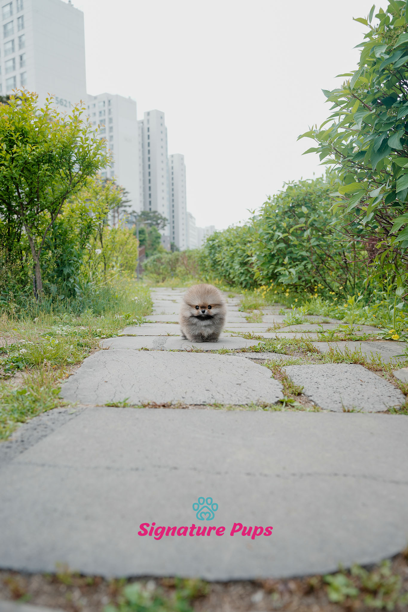 포메라니안 - 로로
