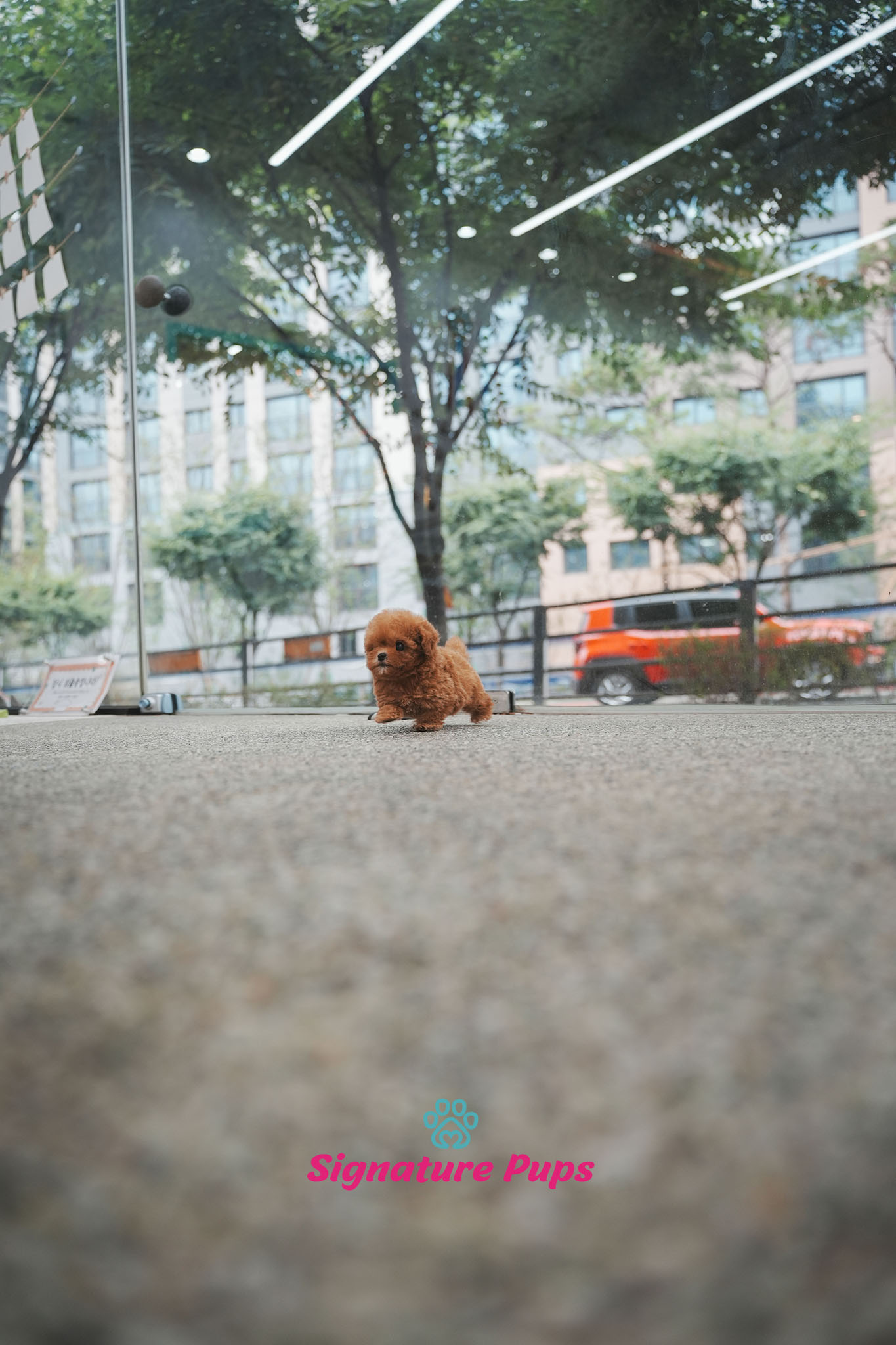 푸들 - 헨리