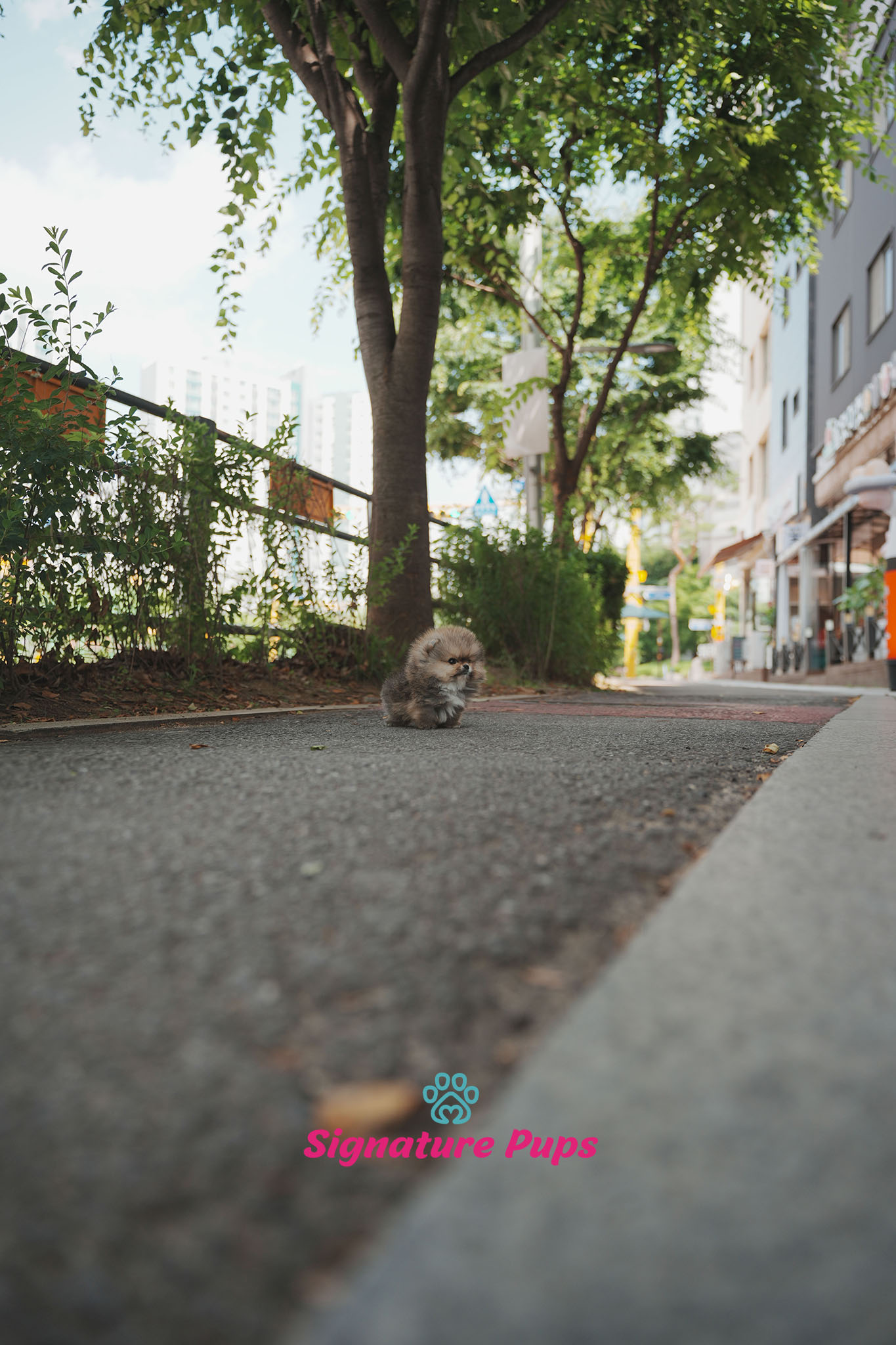 포메라니안 - 메이플