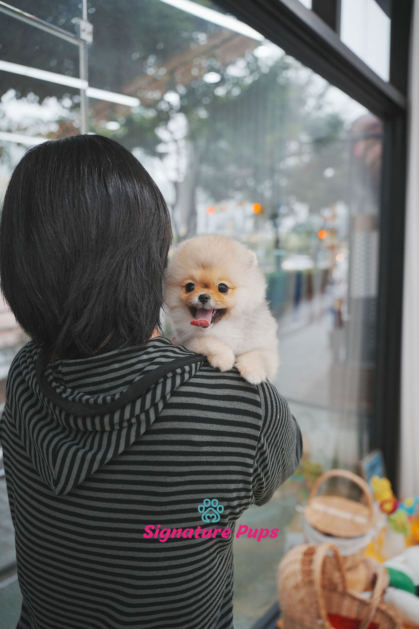 포메라니안 - 메이플