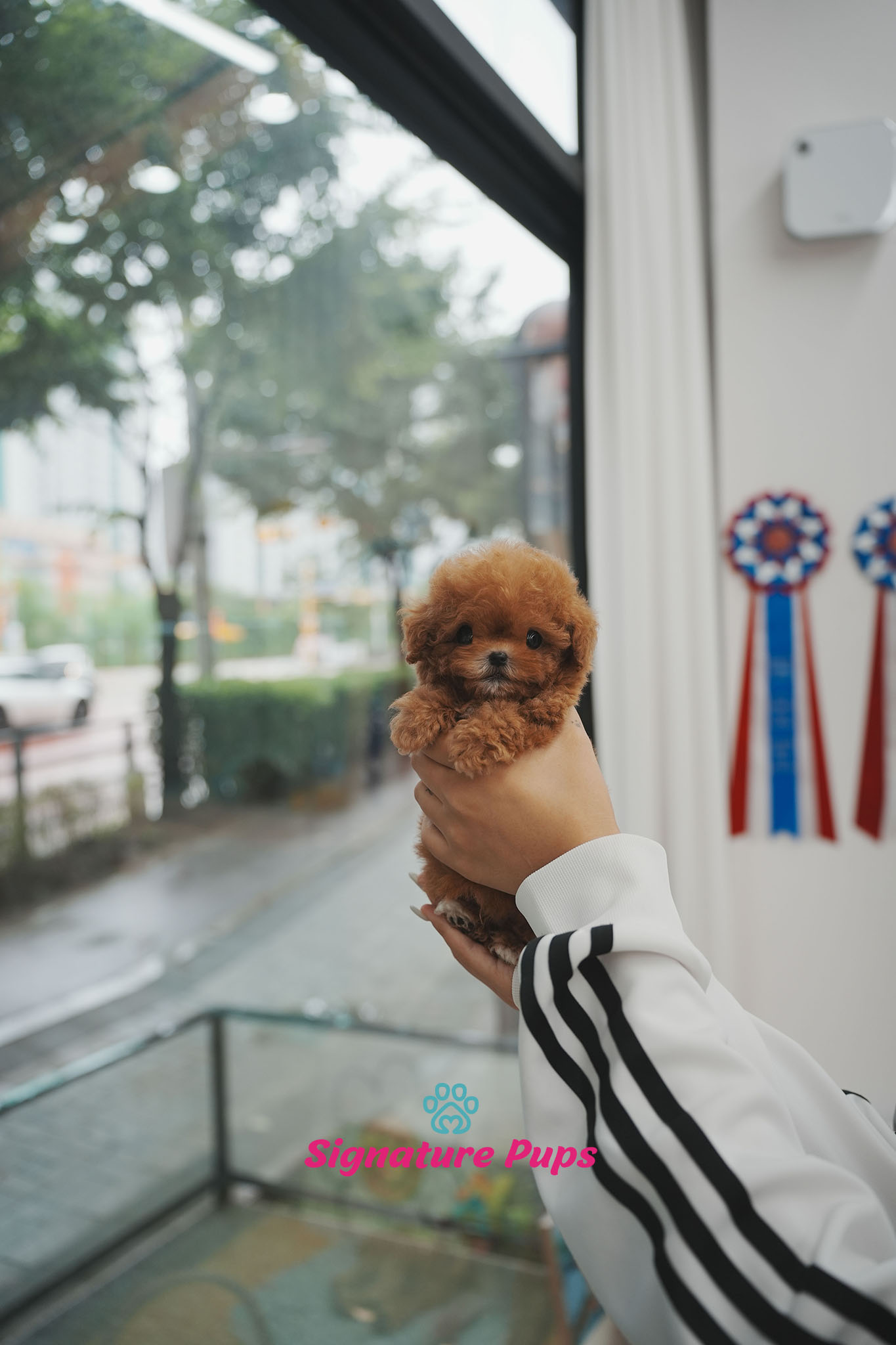 푸들 - 헨리