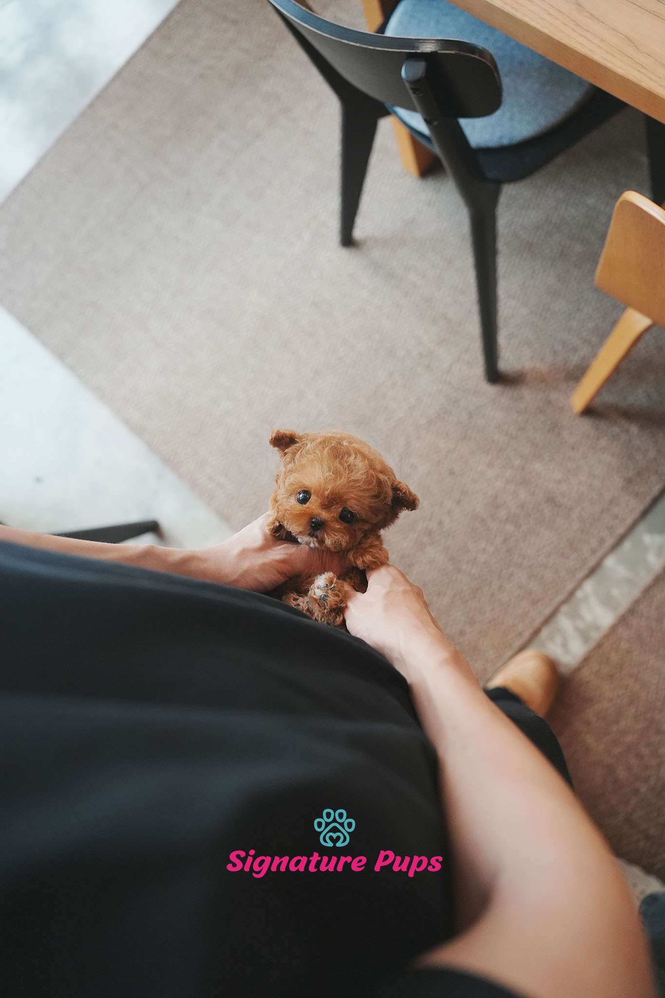 푸들 - 티코