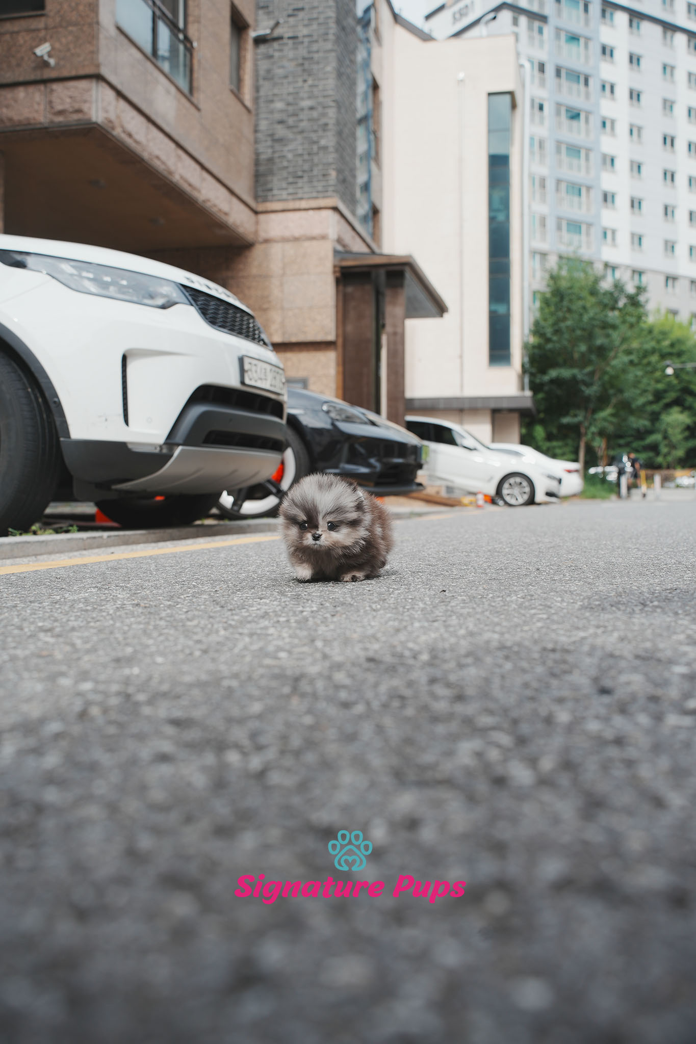 포메라니안 - 티니