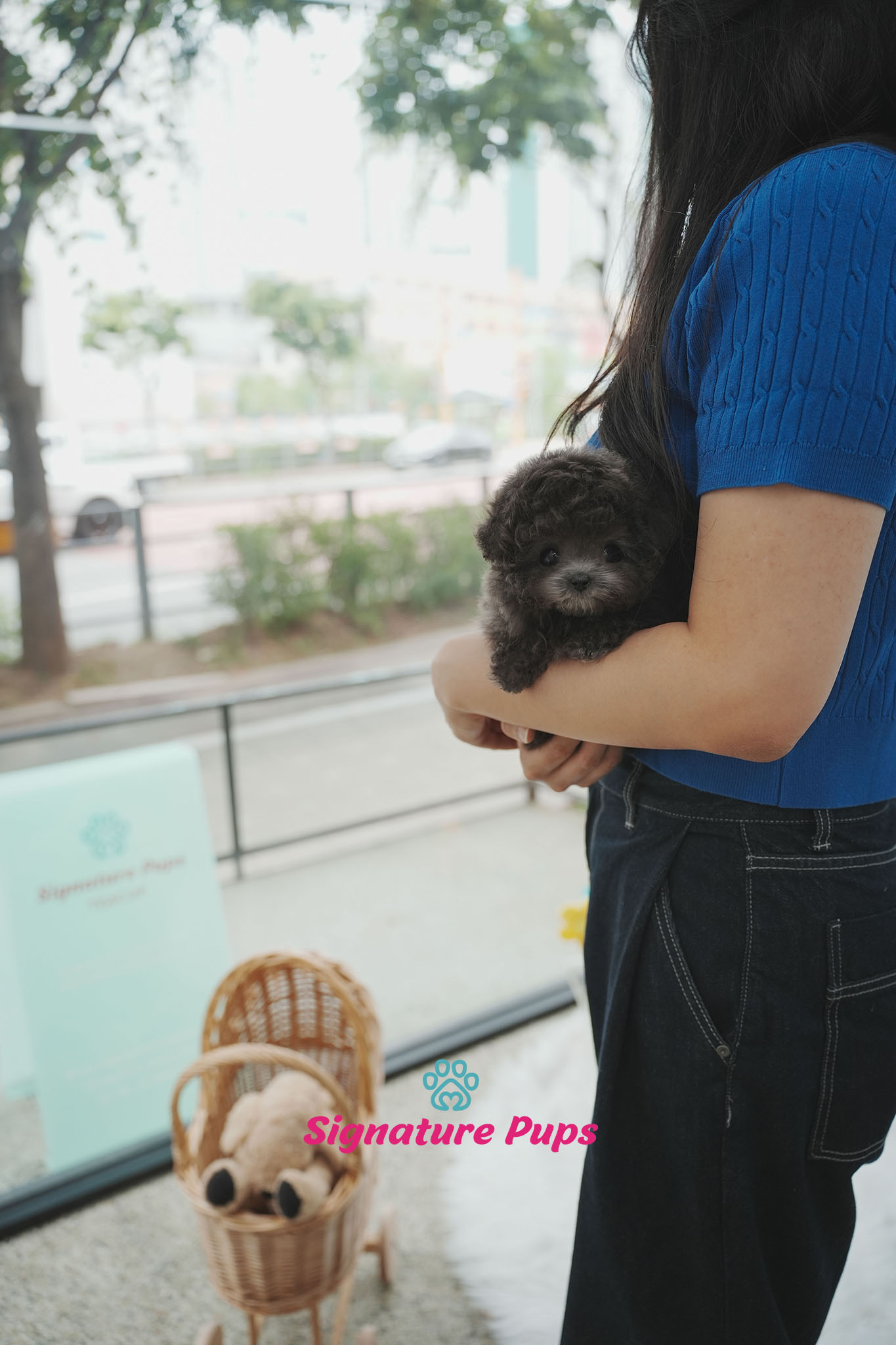 푸들 - 베리