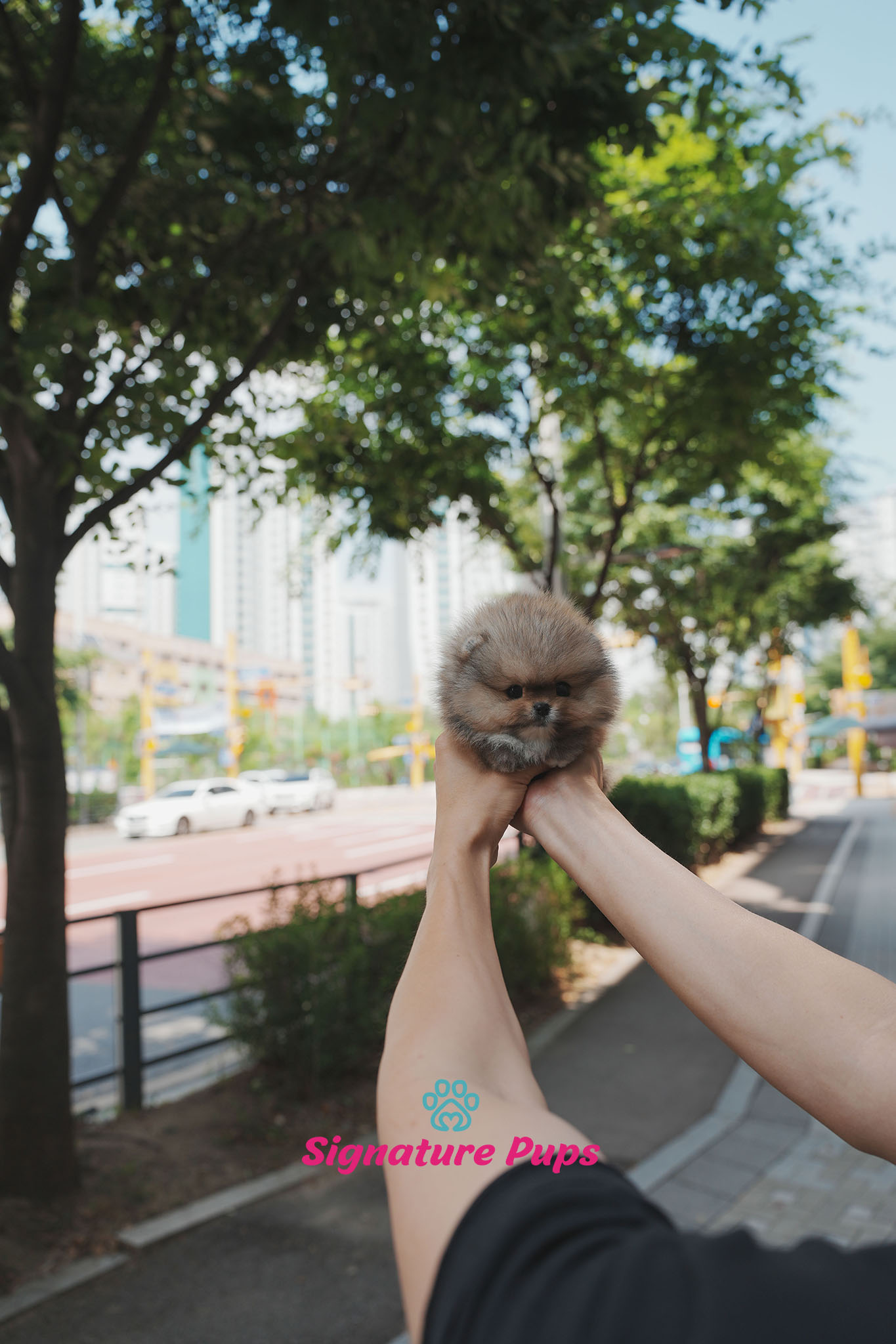 포메라니안 - 메이플