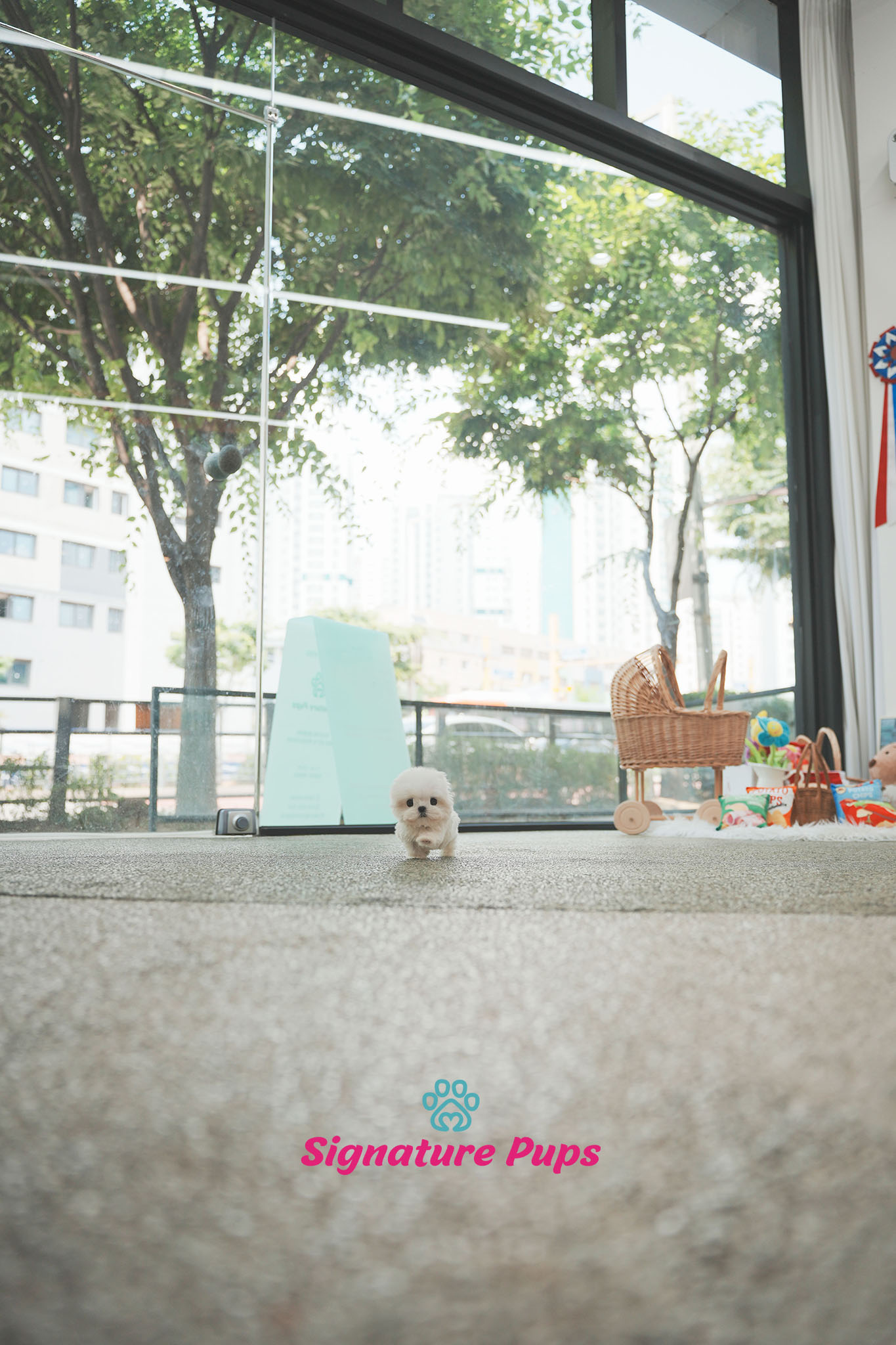 말티즈 - 마일로