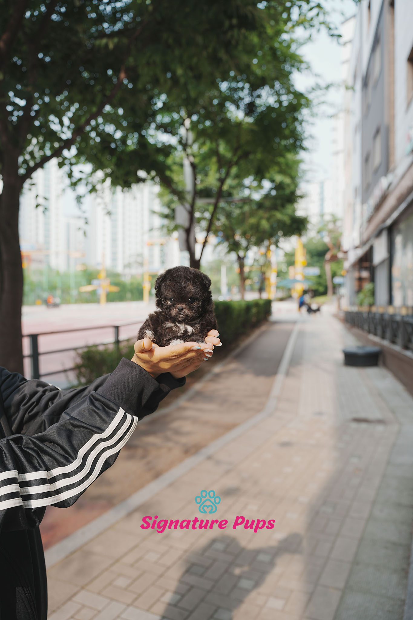 푸들 - 버즈