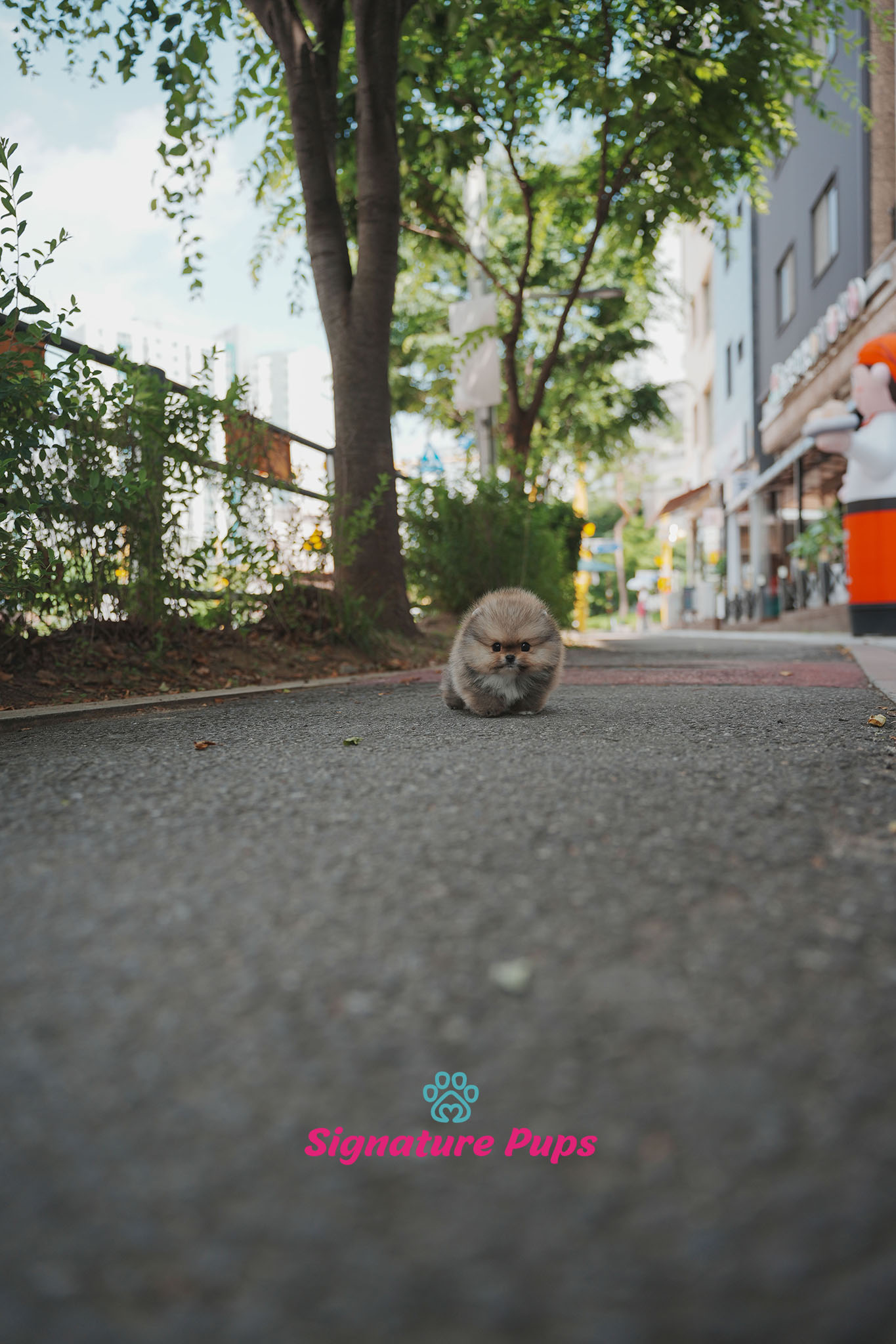 포메라니안 - 메이플