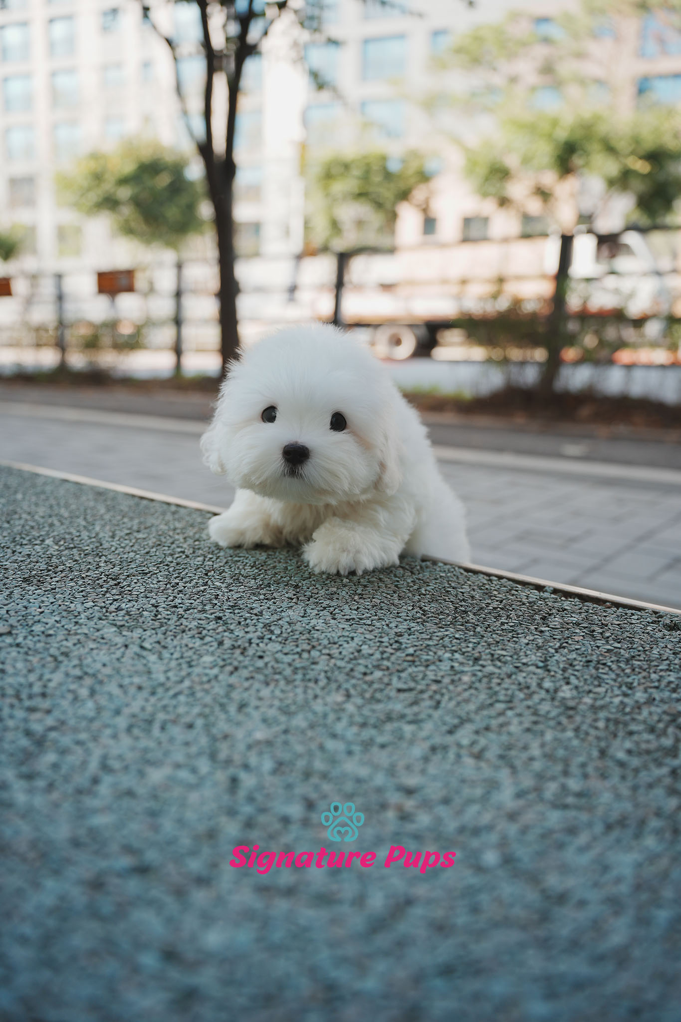 꼬동 드 툴레아 - 봉봉