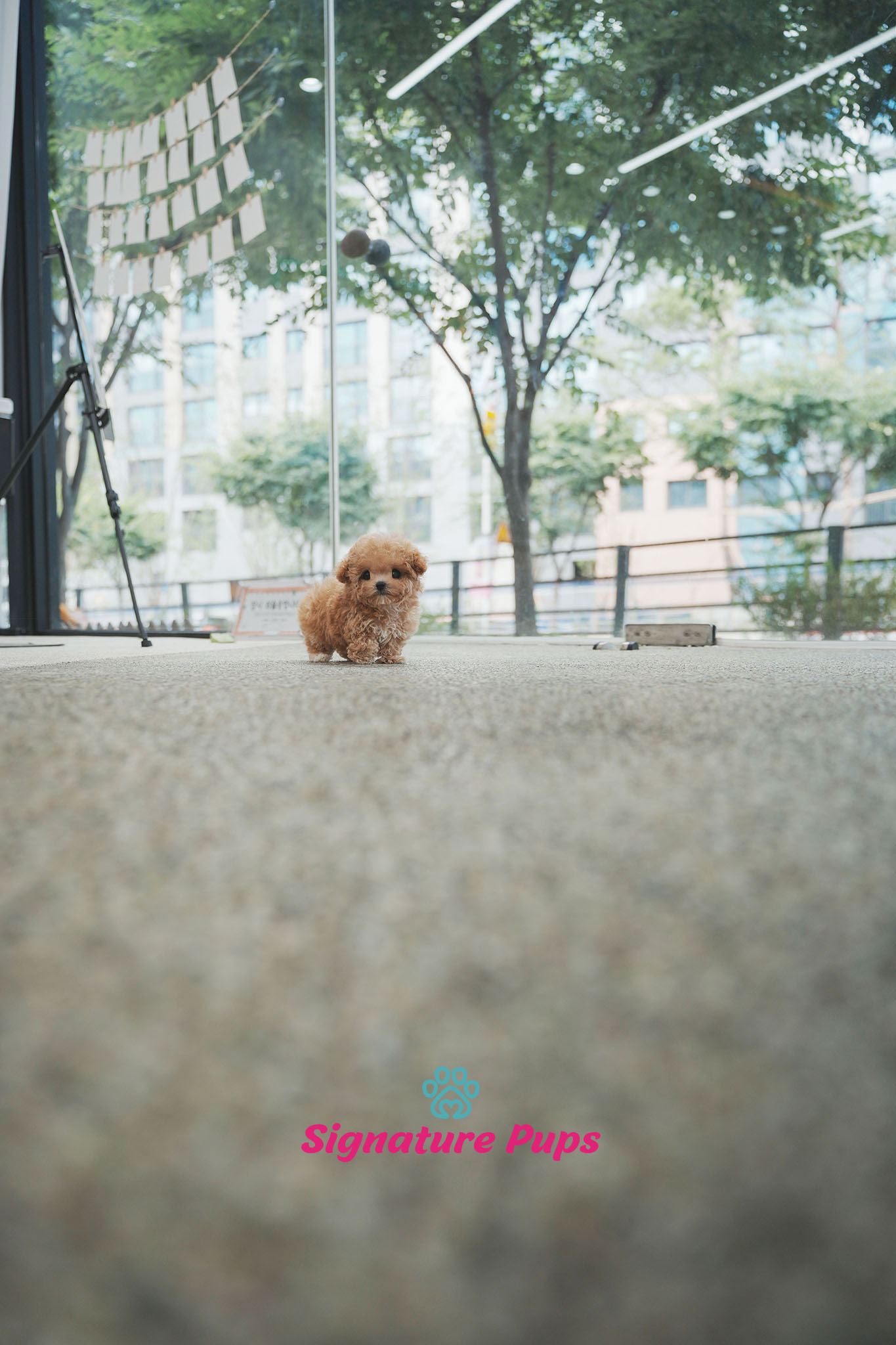 푸들 - 베티