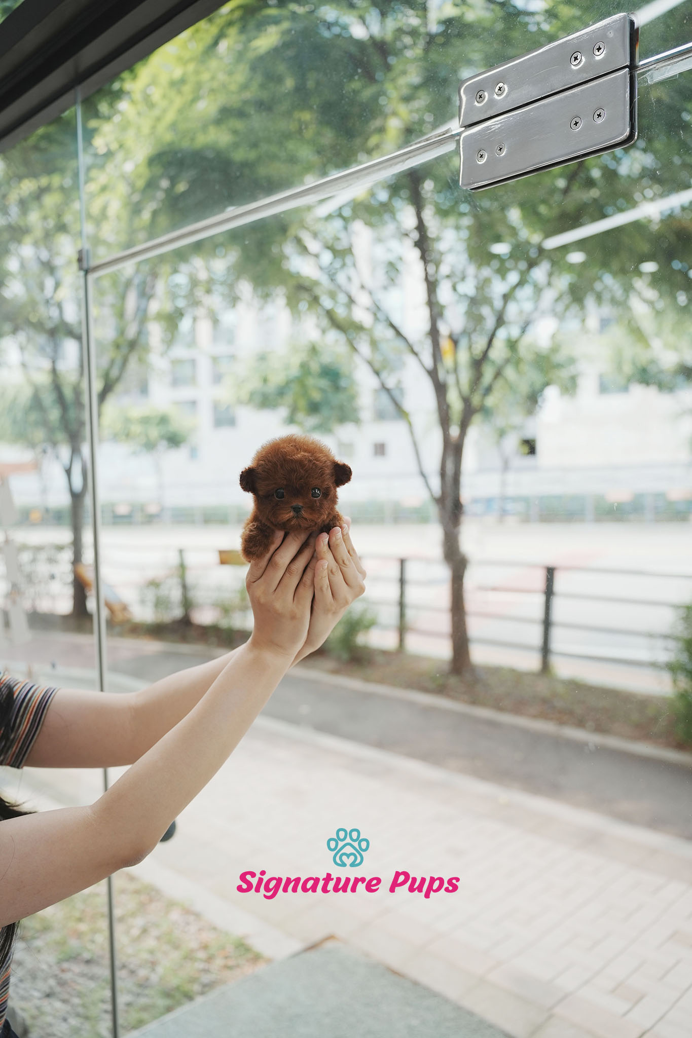 푸들 - 체리