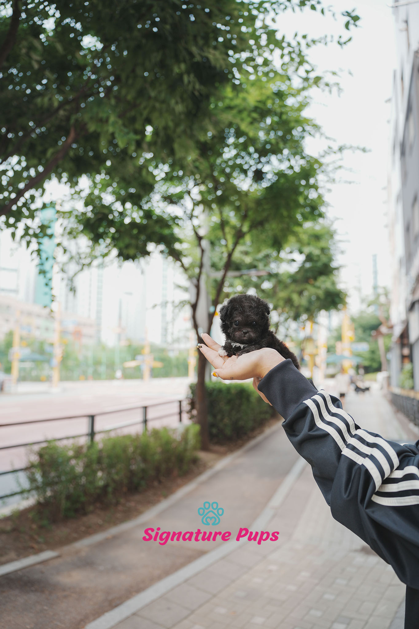 푸들 - 버즈