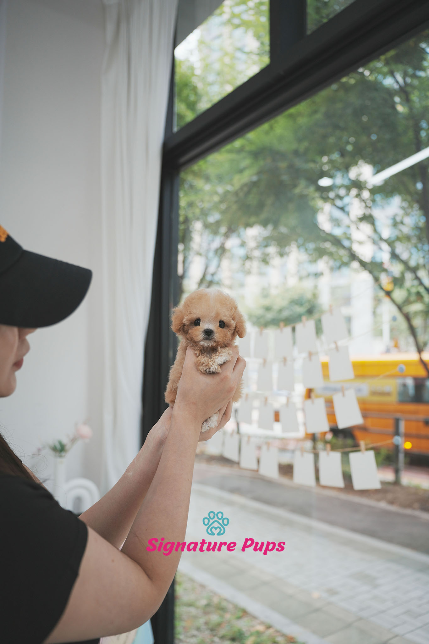 푸들 - 허니