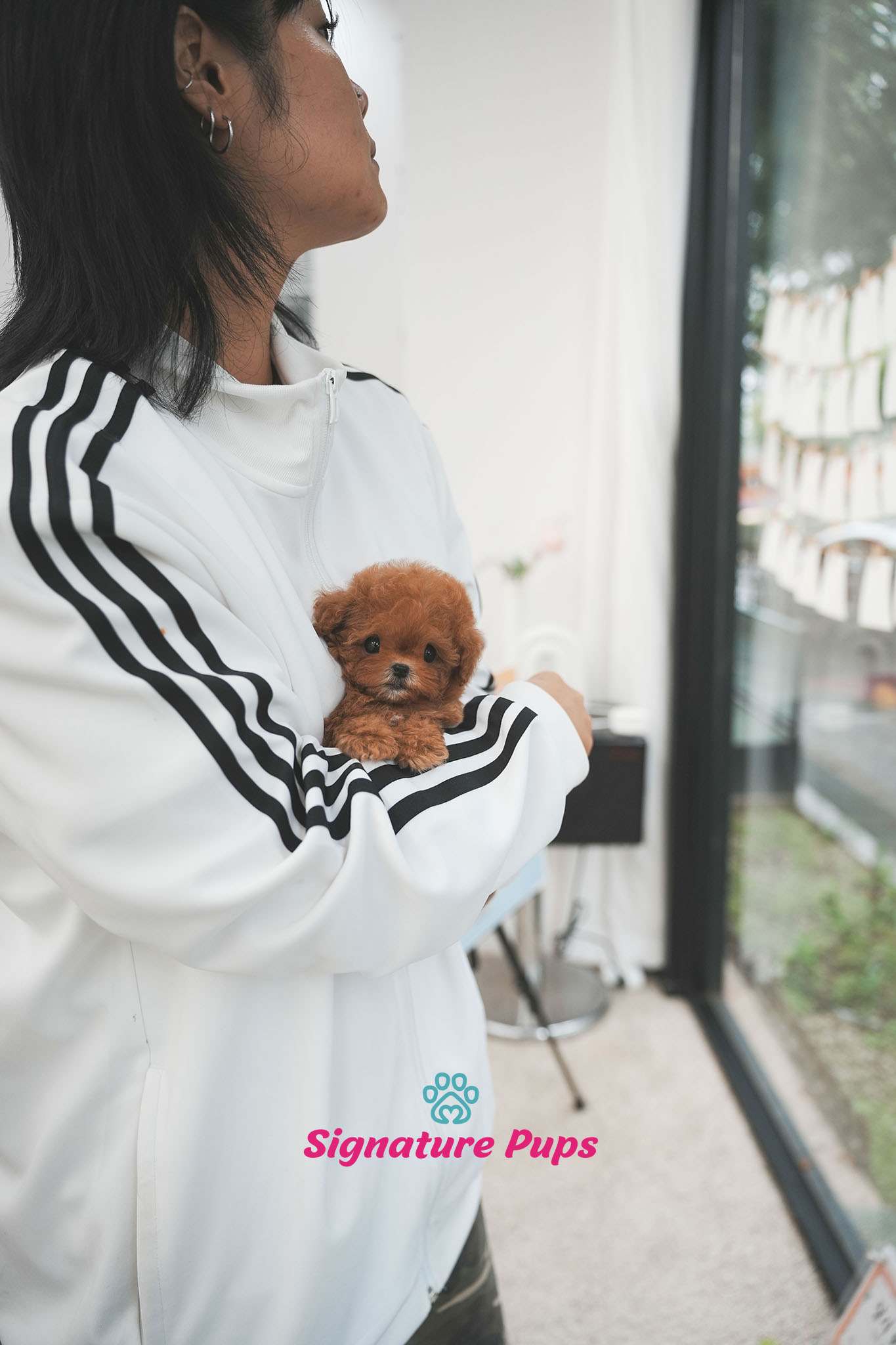 푸들 - 헨리