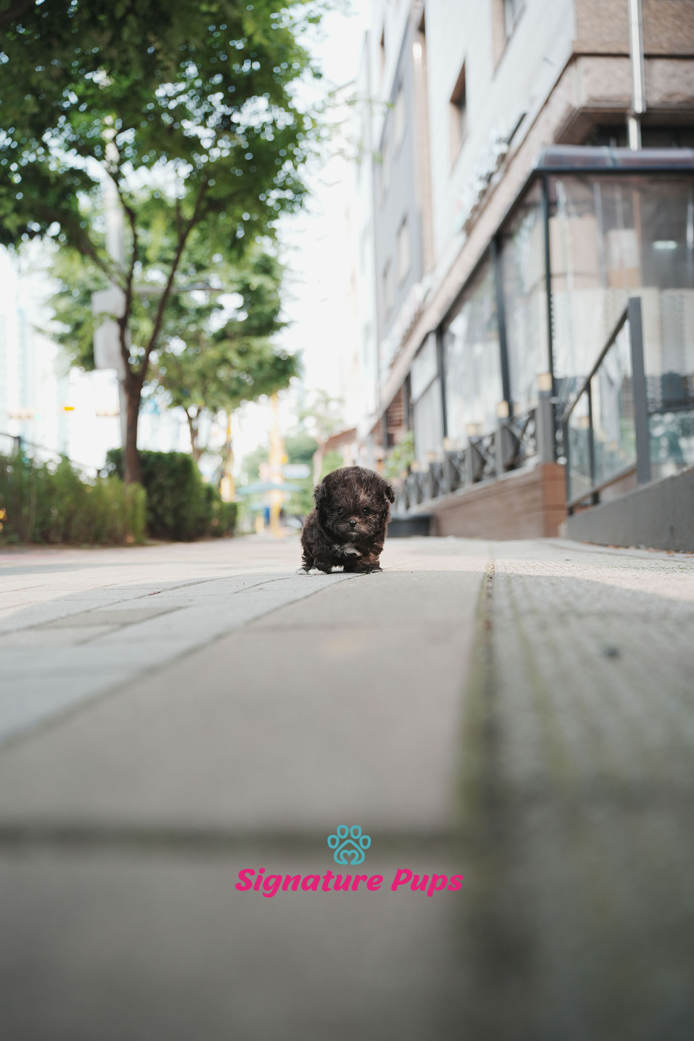 푸들 - 버즈
