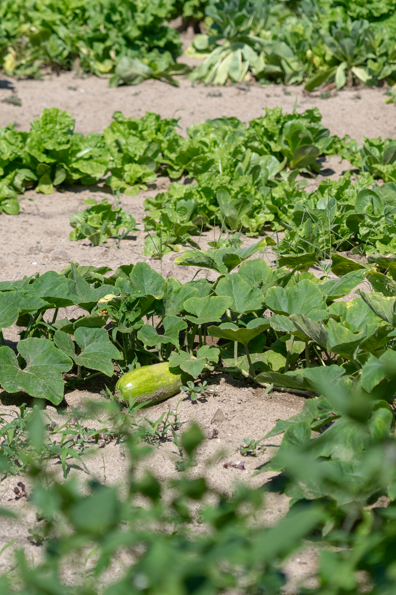 DSC07324-Enhanced-NR