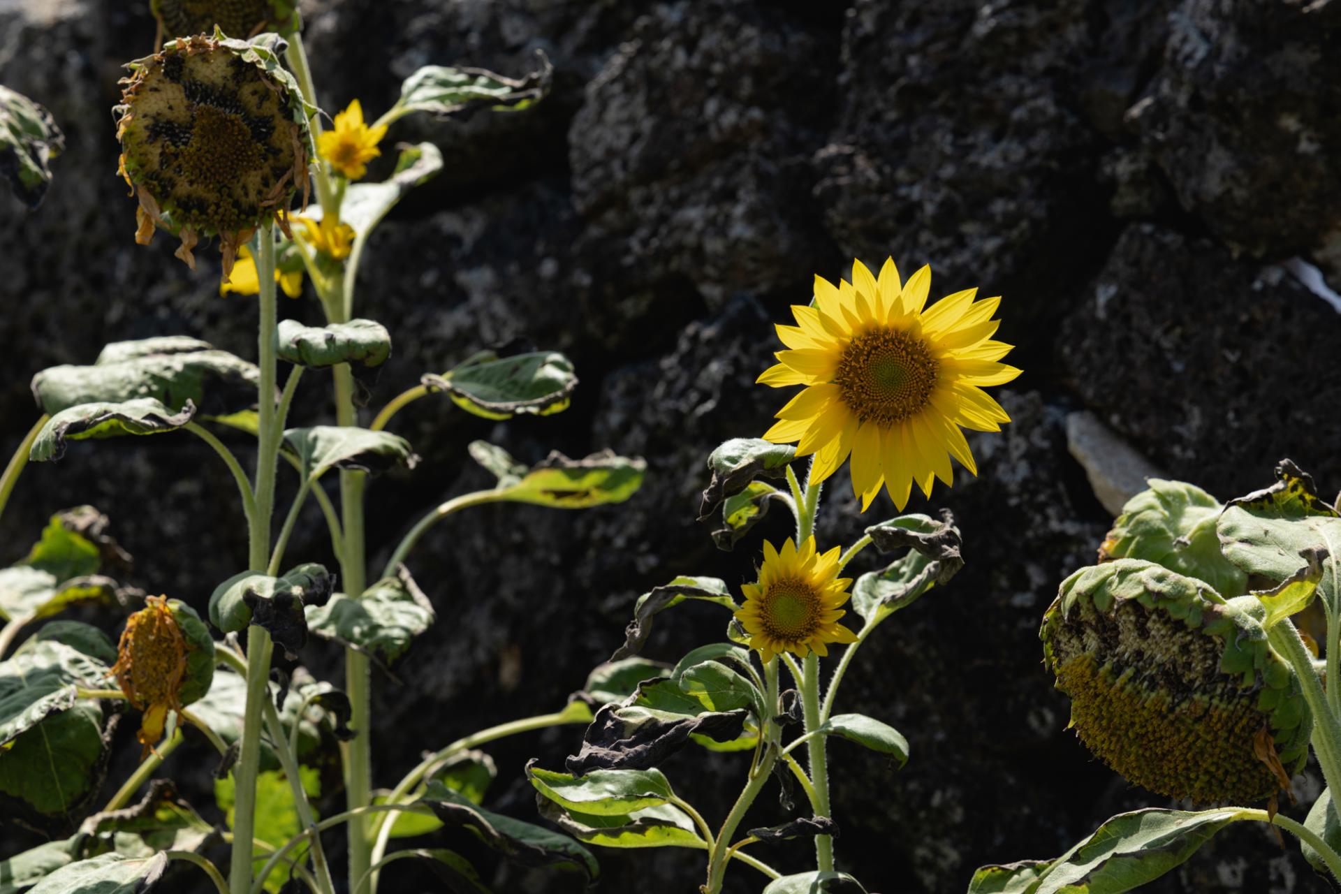 DSC07324-Enhanced-NR