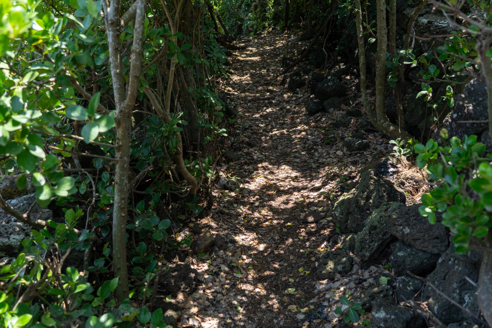 DSC07324-Enhanced-NR