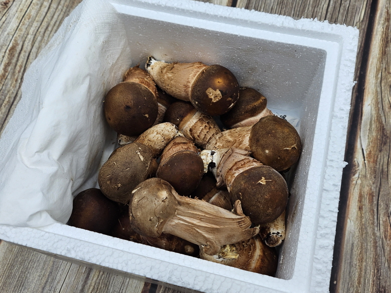 🍄향긋한 참송이버섯🍄