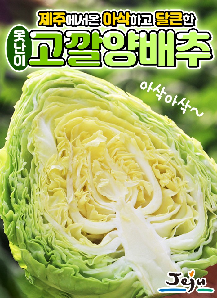 제주 고깔 양배추