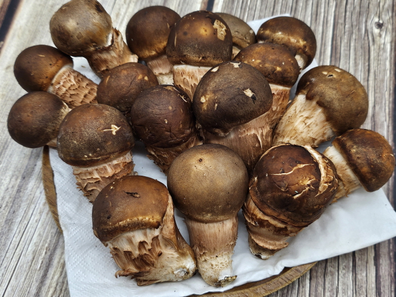 🍄향긋한 참송이버섯🍄