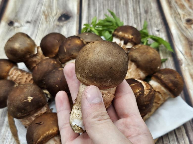🍄향긋한 참송이버섯🍄