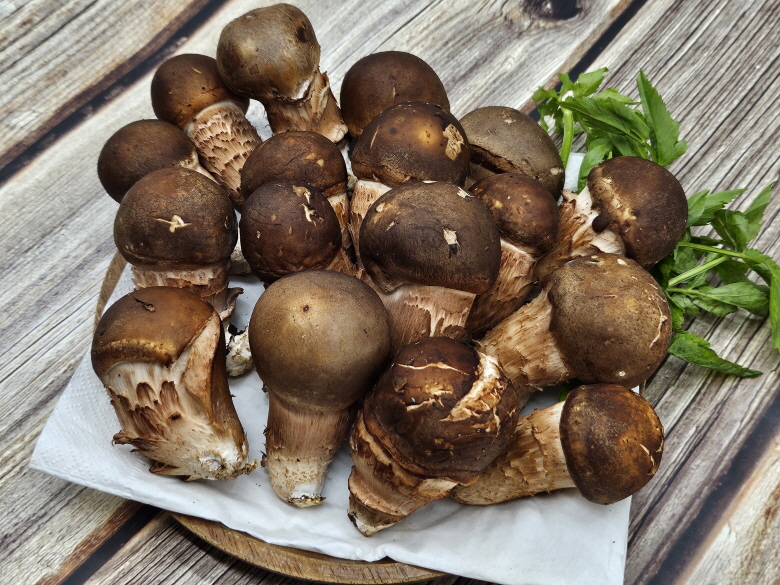 🍄향긋한 참송이버섯🍄