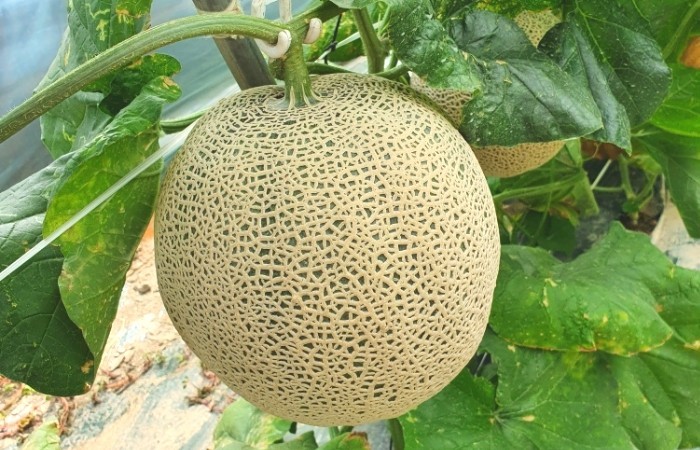국내산 꿀 메론 한박스🍈