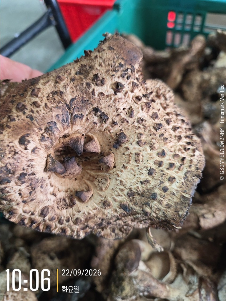 자연산 강원도 생 능이버섯🍄