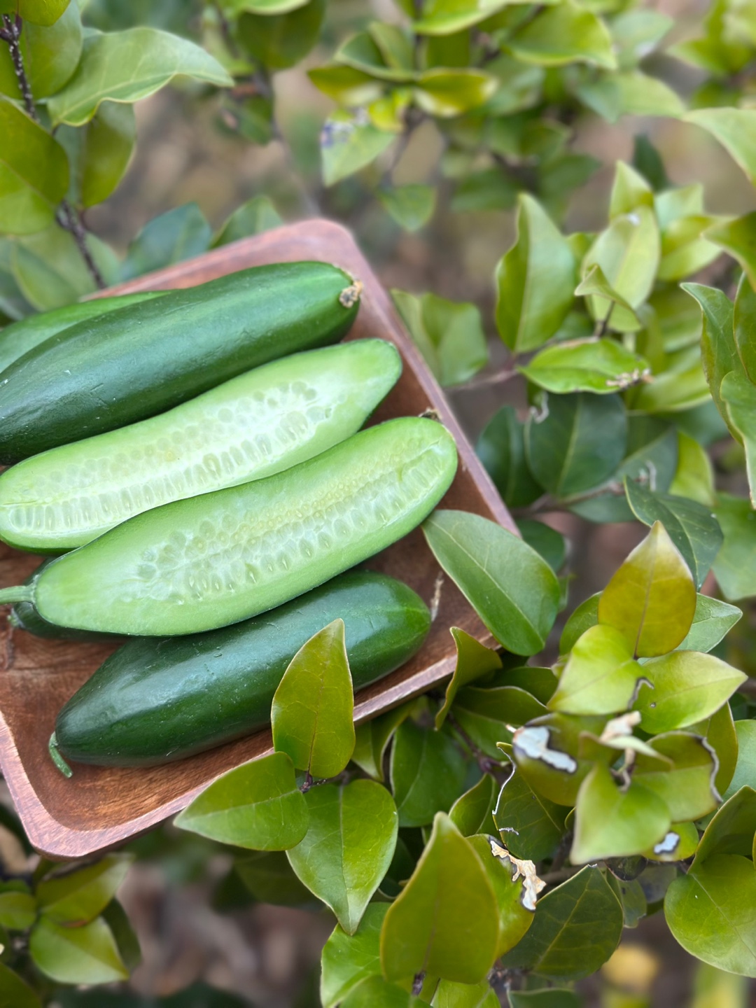 시원 아삭 미니오이🥒